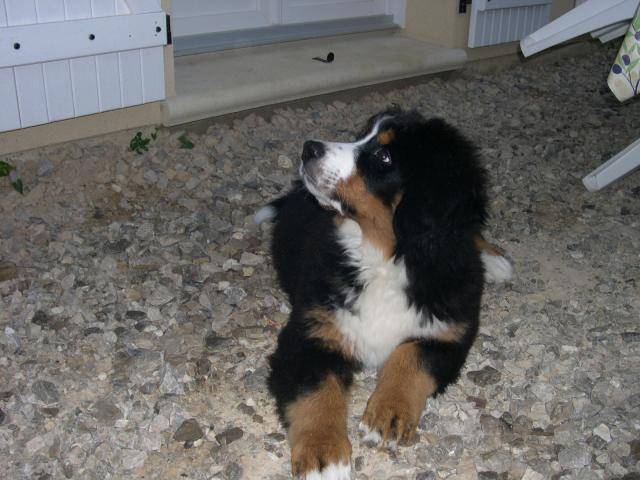 bouvier bernois jaelle -
