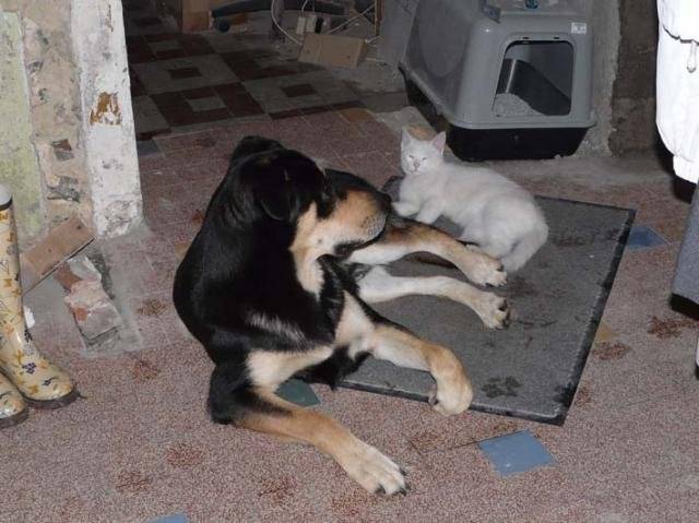 Cooper - Croisé BA&Labrador et son chat EDDY -