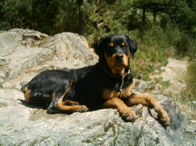 rott royal ouria -