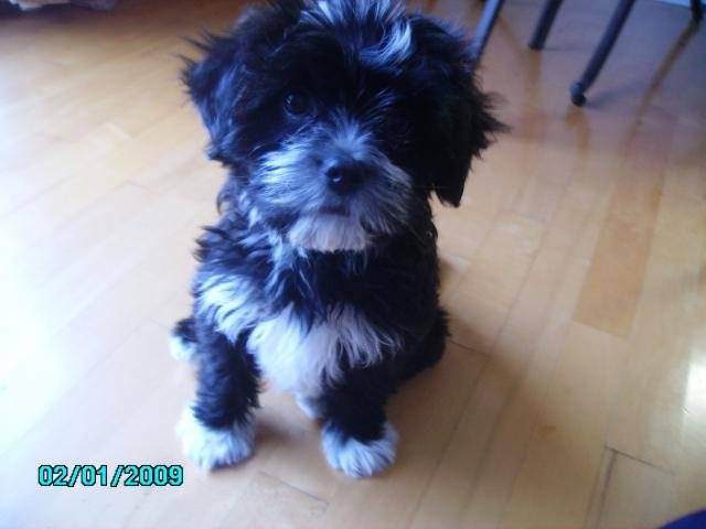 Shis Tzu Filou -