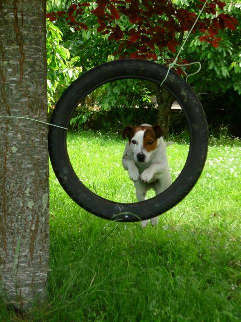 jack russel Chanel -