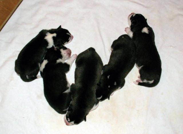 les 5 bébés de TWINY -