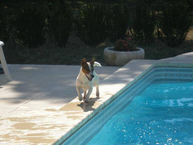 budkus jack russel -