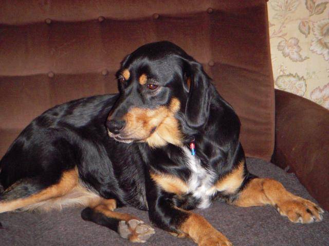 appi croisé setter gordon et labrador retriever -