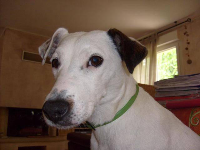 jack russel VROUM -