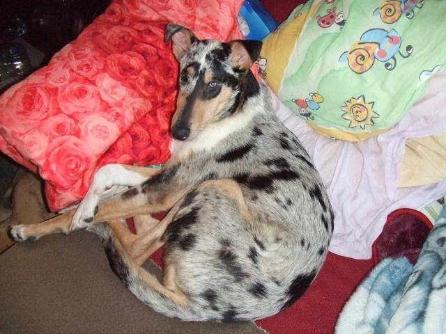 colley poil court bleu merle. Edelweiss Bleu Du Vent Des Moissons -