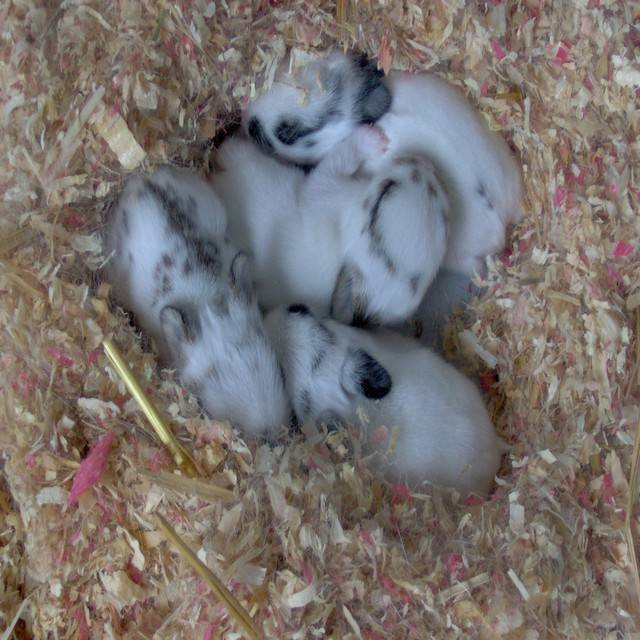 Bébés lapins -