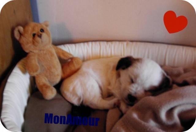 bibiche - (9 mois)