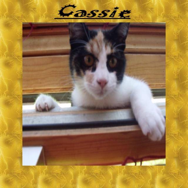 Cassie -