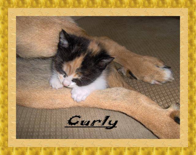 Curly -