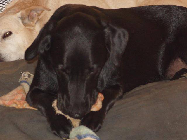 Oméya, croisé labrador/berger allemand -