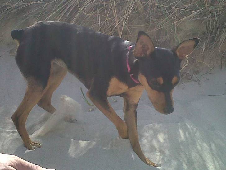 Cachou - Femelle (1 an)