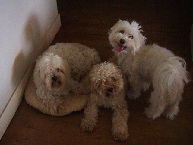 HIPPIE COTON,DREW CANICHE,NALOU BICHON MALTAIS -