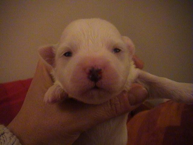 CHIOT COTON: FILS DE HIPPIE -