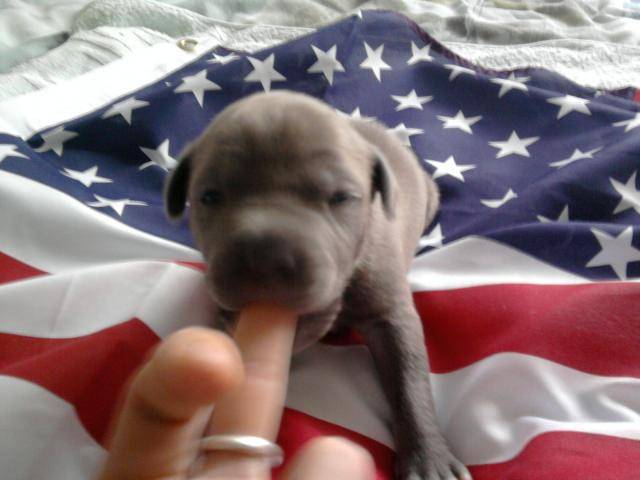 bébé American stafforshire terrier - Mâle
