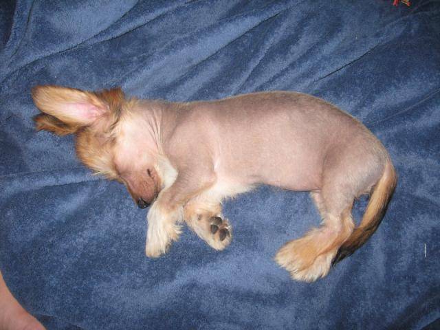 chien chinois à crête X teckel nommée Soya -