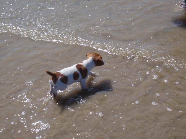 Jack russel Fitzy -
