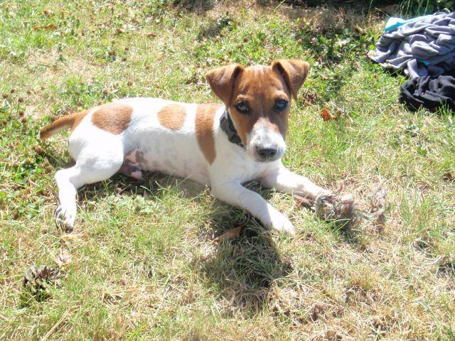 Jack russel Fitzy -