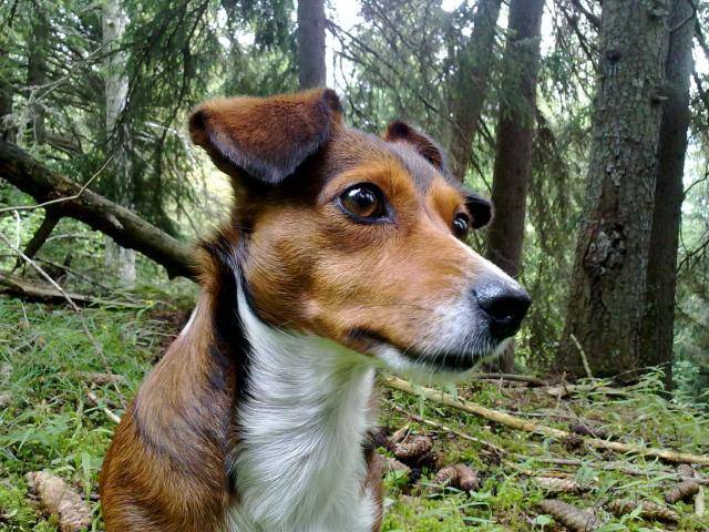 Jack russel/teckel Luna -