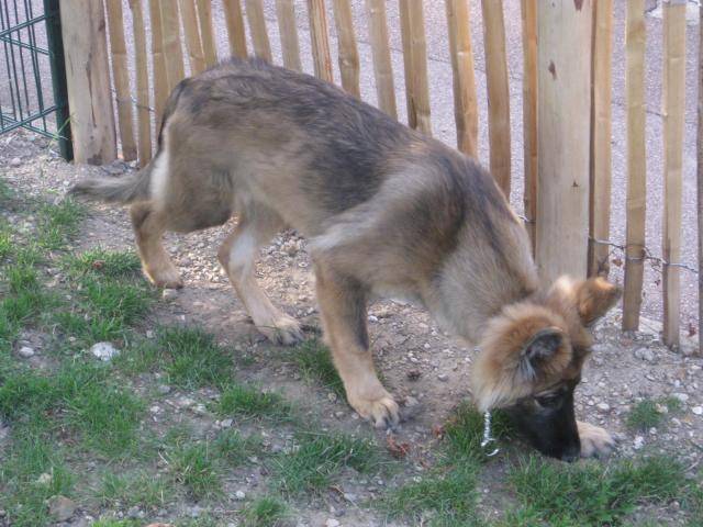 Indiana l'Altdeutsche Schaferhund -