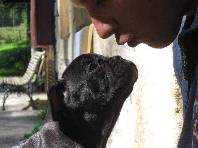 bouldogue francais : Bidouille -