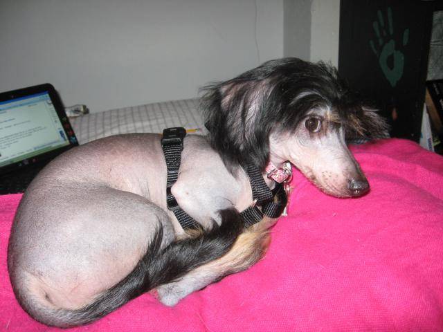 chien chinois à crête croisé teckel nommée Tamarie -