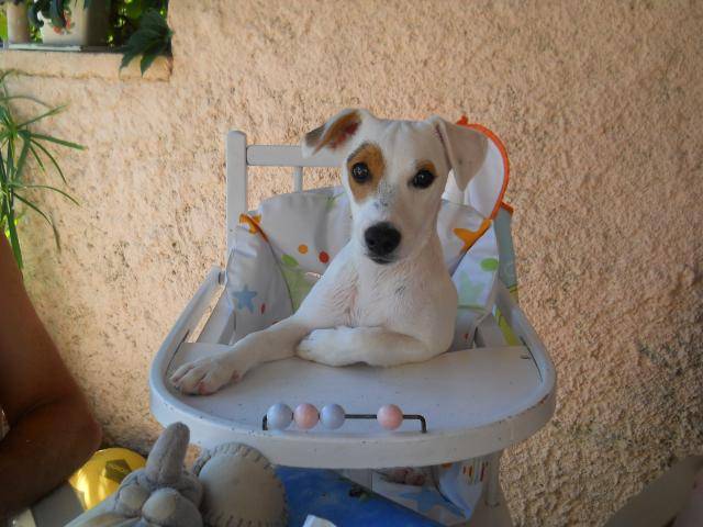 Jack Russel -