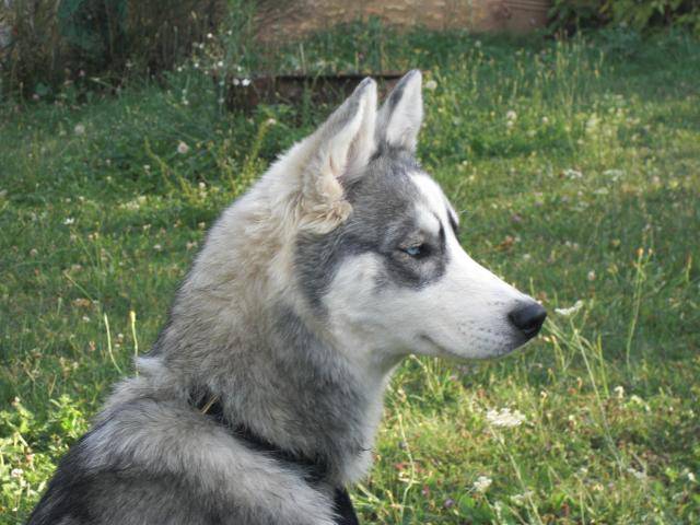 Husky - Liubov's Emmy -
