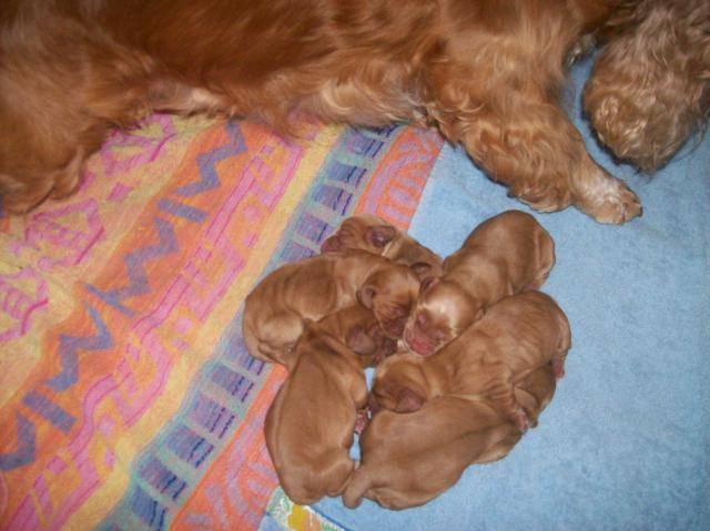 chiots3.jpg -