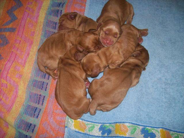 chiots4.jpg -