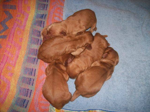 chiots5.jpg -