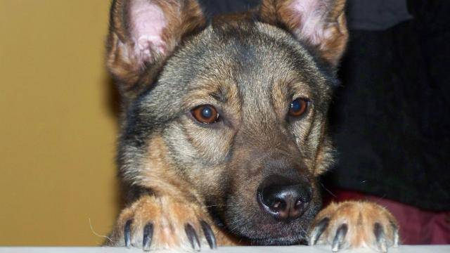 dusty berger allemand/malinois -