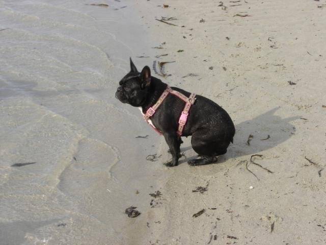 boulledogue français ZOYE -