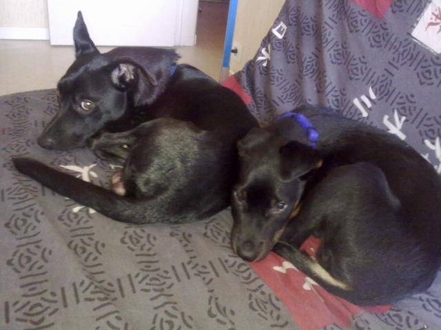 kenzo et denzel beauceron et border colie croisé -