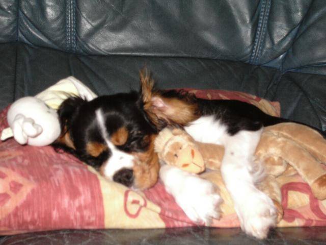 Cavalier King Charles Galéo -