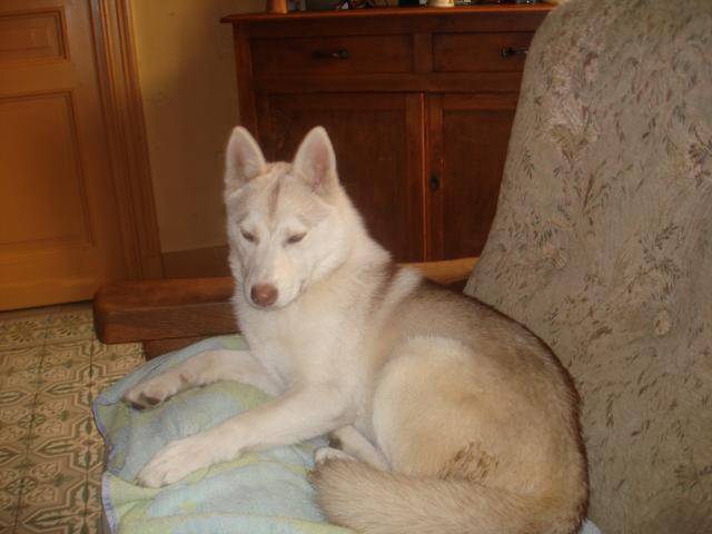 husky -