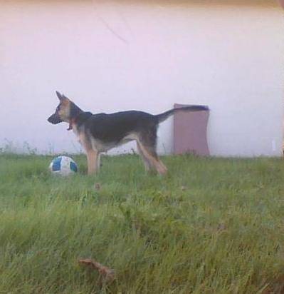 Re Jade -