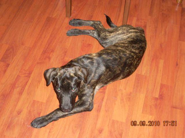 Bizime, labrador Boxer -