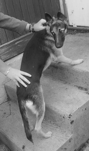 Chiot BA -