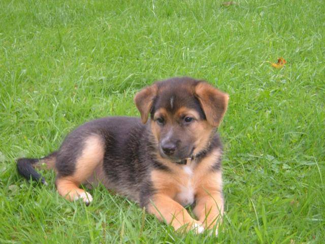 Beauceron croisé berger allemand recroisé berger allemand - - - Leila -