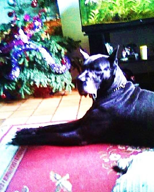 Max - Mâle (9 ans)