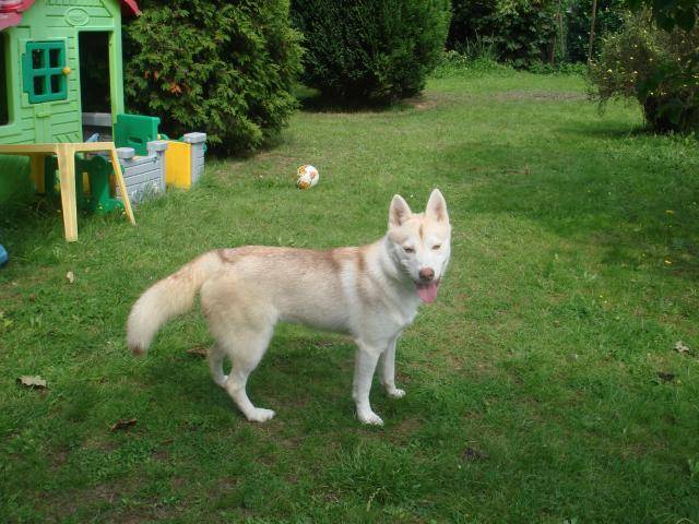 leika husky -