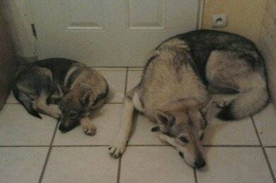 Eros et Herkan chiens loup tchecoslovaque -