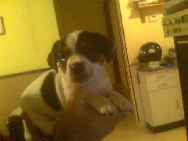 CHOUPINETTE -