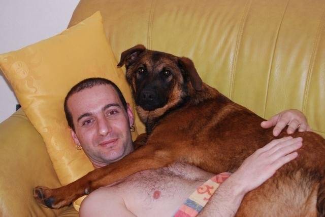 Malinois/beauceron. ASKO -