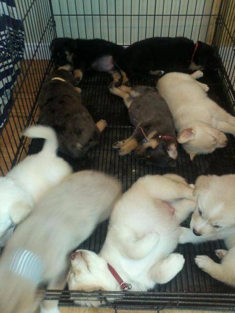mes petits husky sibérien, lévrier, terre-neuve et coller miniature -
