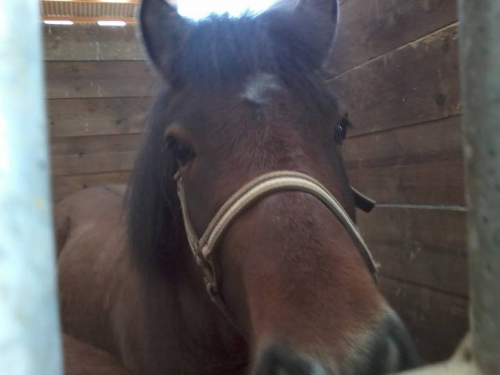 Quad - Mâle (6 ans)