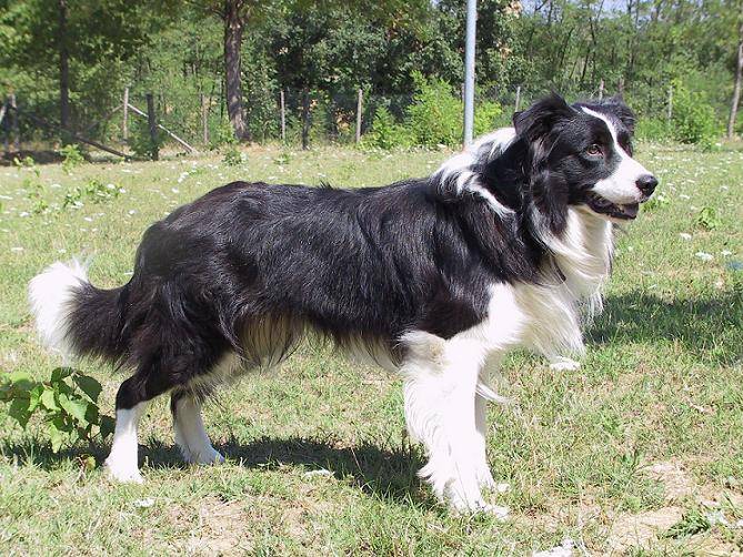 Bella - (5 ans)