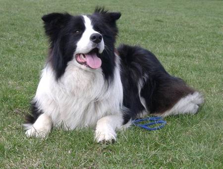Bella - (5 ans)