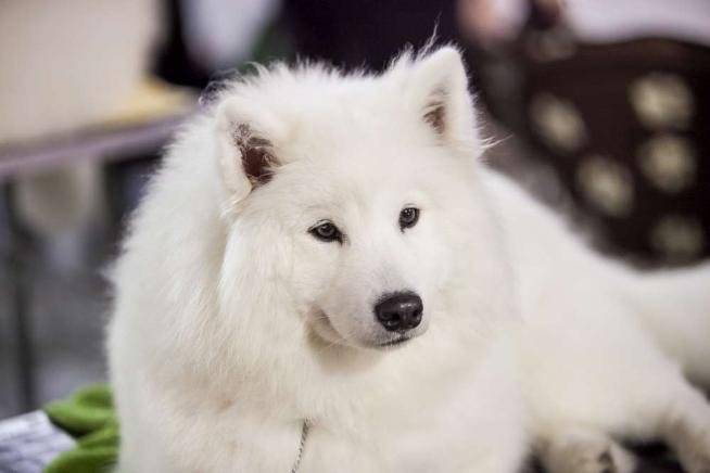 Kira - (6 ans)